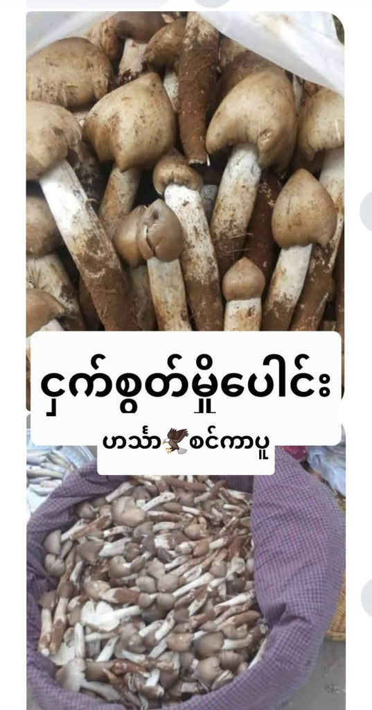 Hin Tha ငှက်စွတ်မှို (Frozen)