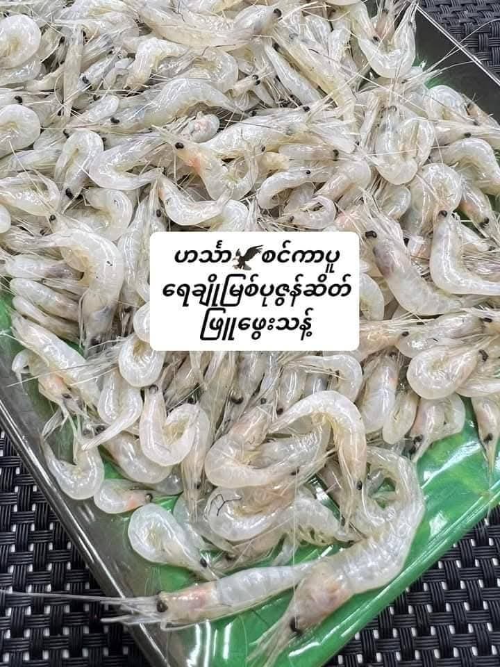 Hin Tha ရေချိုမြစ် ပုဇွန်ဆိတ်
